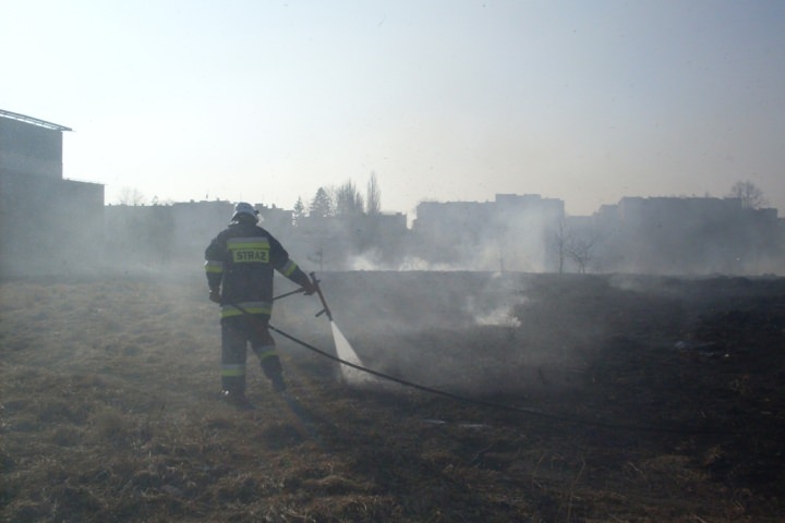 Trawy 2012