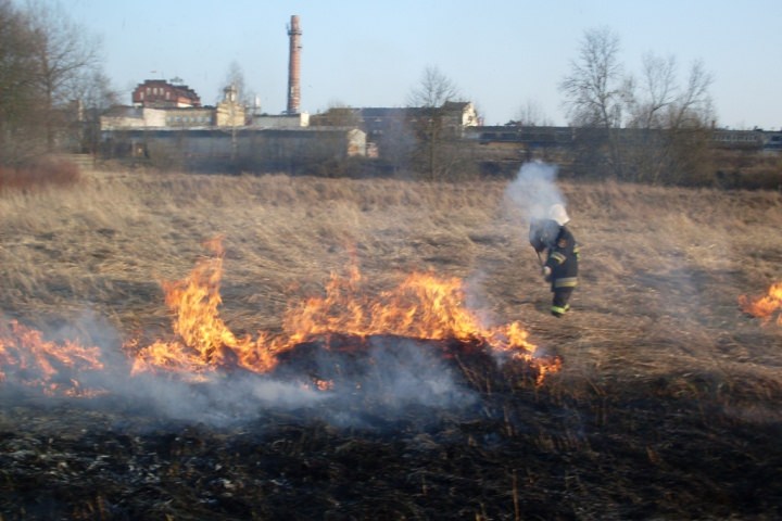Trawy 2012