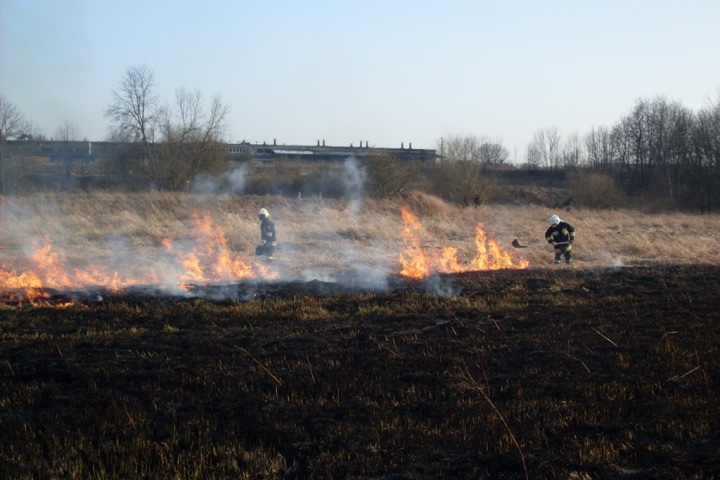 Trawy 2012