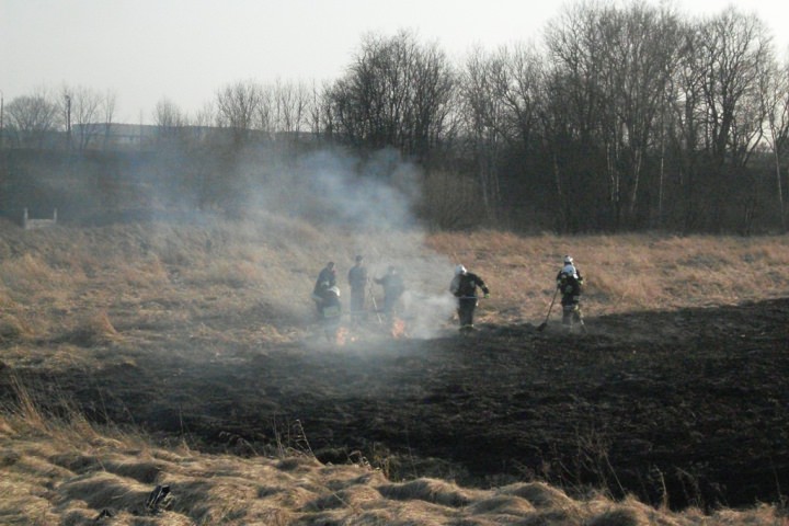 Trawy 2012
